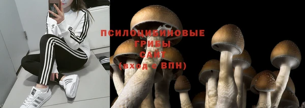 apvp Кукмор